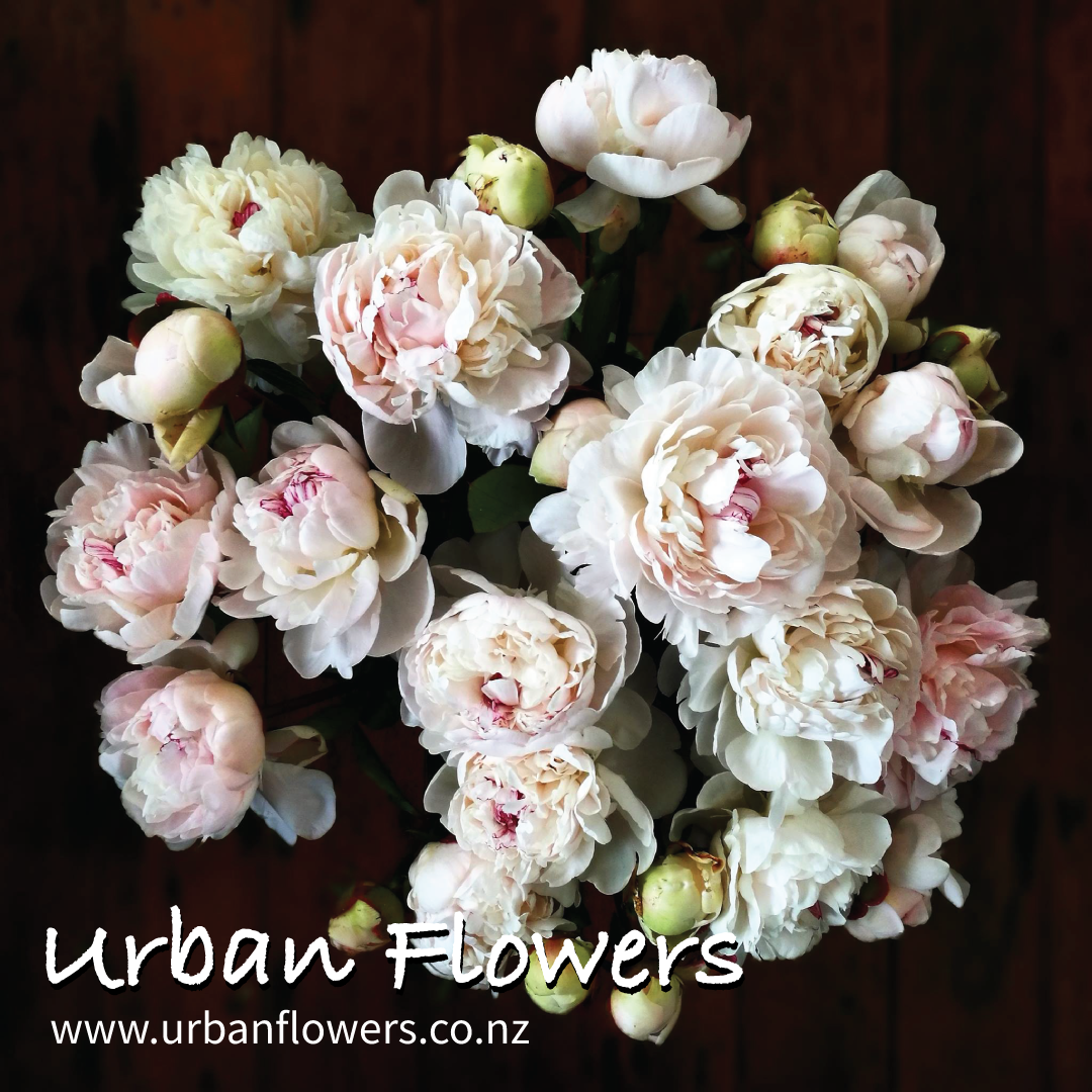 Urban Flowers Kingsland